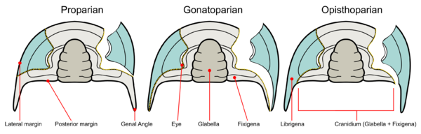 Trilobite facial suture types.png