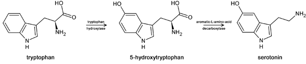 Metabolic pathway from tryptophan to serotonin.