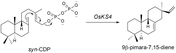 Figure 3. syn-CDP cyclization to 9β-pimara-7,15-diene
