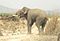 Asian Elephant in Corbett National Park.jpg