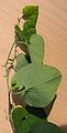 Aristolochia clematitis 20041007 2555.jpg
