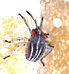 Tessaratoma papillosa first instar nymph.jpg