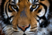 Panthera tigris -Castellar Zoo, Spain-8a.png