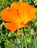 California Poppy closeup.jpg