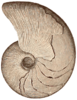 Marcellus Cephalopod 1896-Dana-ManGeol-Fig917.png