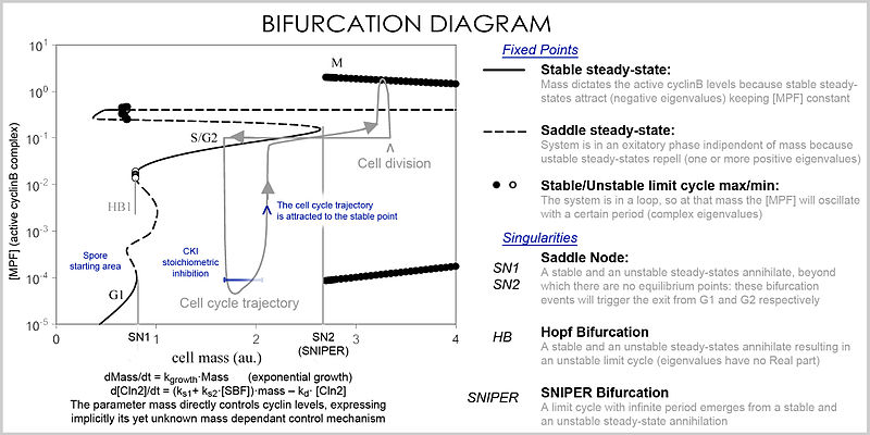 Cell cycle bifurcation diagram.jpg