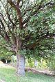 Maytenus oleoides - Mountain Candlewood Tree - Trunk.jpg