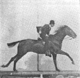 Muybridge horse gallop animated 2.gif