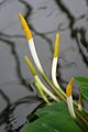 Orontium aquaticum 2 - Buffalo Botanical Gardens.jpg