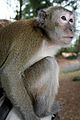 Primate6.jpg