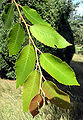 Villosa leaves.jpg