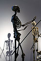 Skeletons around Anatomical Theatre