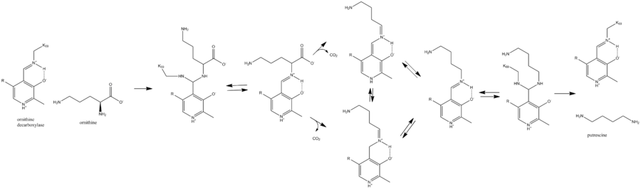 ornithine decarboxylase mechanism