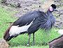 Black crowned crane.jpg