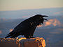 Corvus corax (NPS).jpg