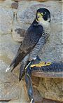 Falco-peregrinus.jpg
