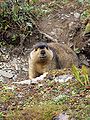 Himalayan Marmot at Tshophu Lake Bhutan 091007 a.jpg