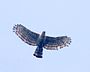Javan Hawk Eagle (Spizaetus bartelsi) (464508083).jpg