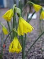 Narcissus astruliensis1a.UME.jpg