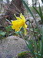 Narcissus asturiensis.jpg