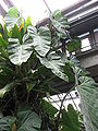 PhilodendronMaximum2.jpg