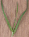 Kamgras spruit (Cynosurus cristatus).jpg