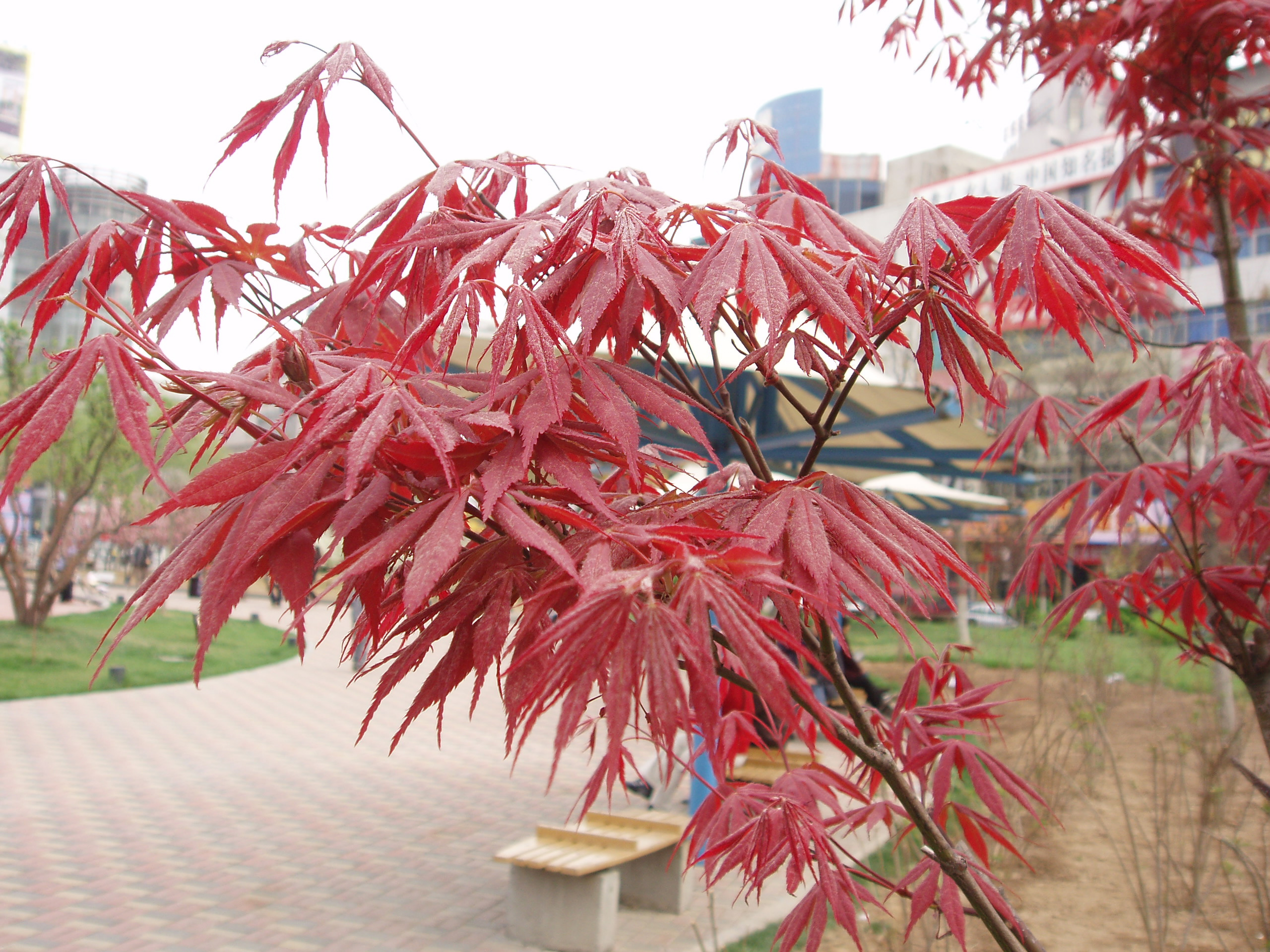 Декоративные деревья с красной листвой фото и названия