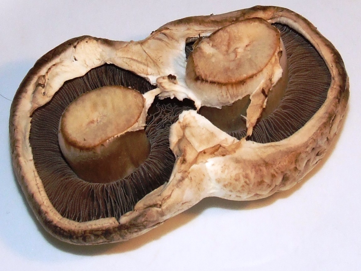 crowntakers agaricus bisporus