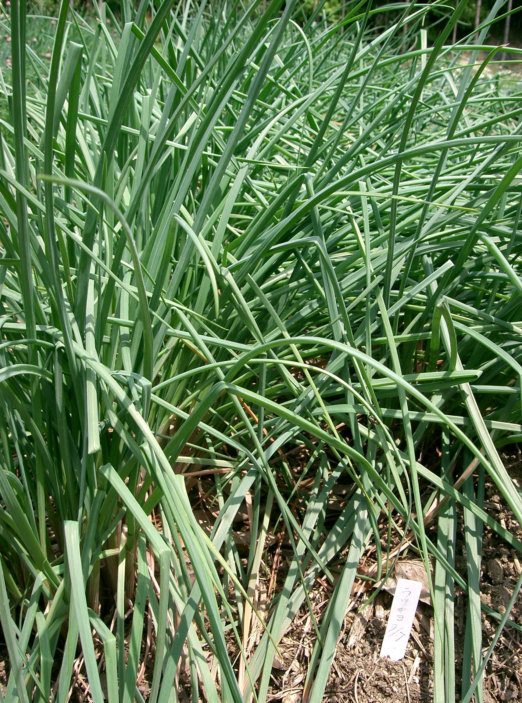 Allium Chinense