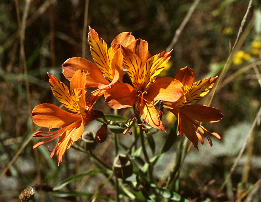 Цветок альмерия фото. Alstroemeria Aurea. Альстремерия золотистая Лютея. Альстрёмерия золотистая. Альстромерия куст.