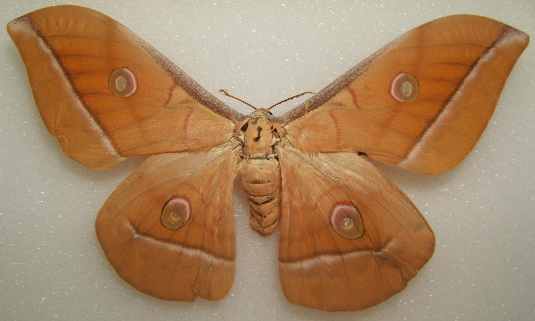 Real Moths A1 Mother's Day Antheraea pernyi 1pcs Saturniidae Actias Butterfly Large UNSPRED Dry Insects Taxidermy