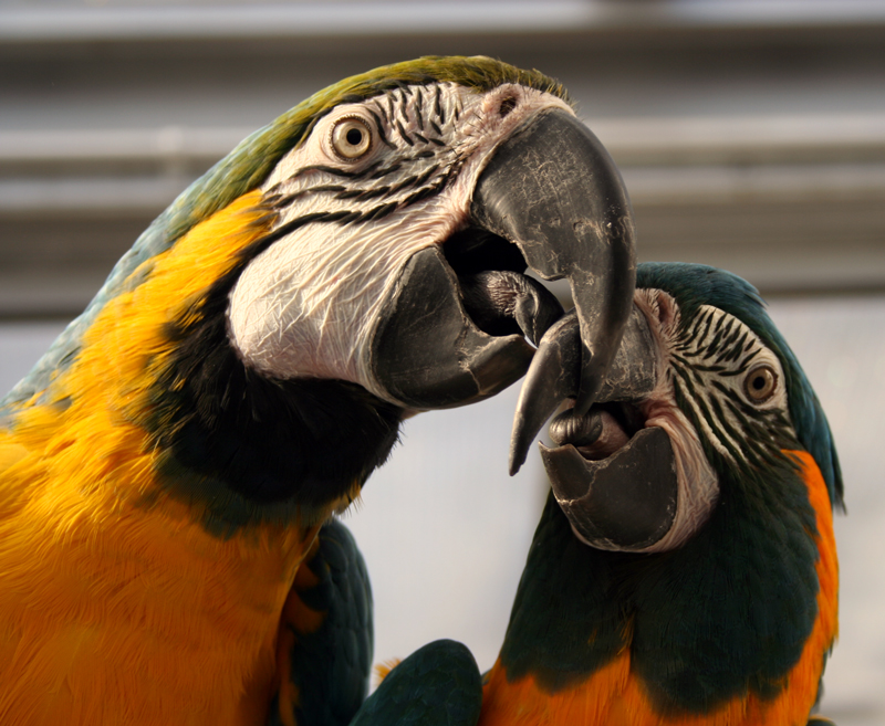 Fremskynde kage Kritisere Macaw