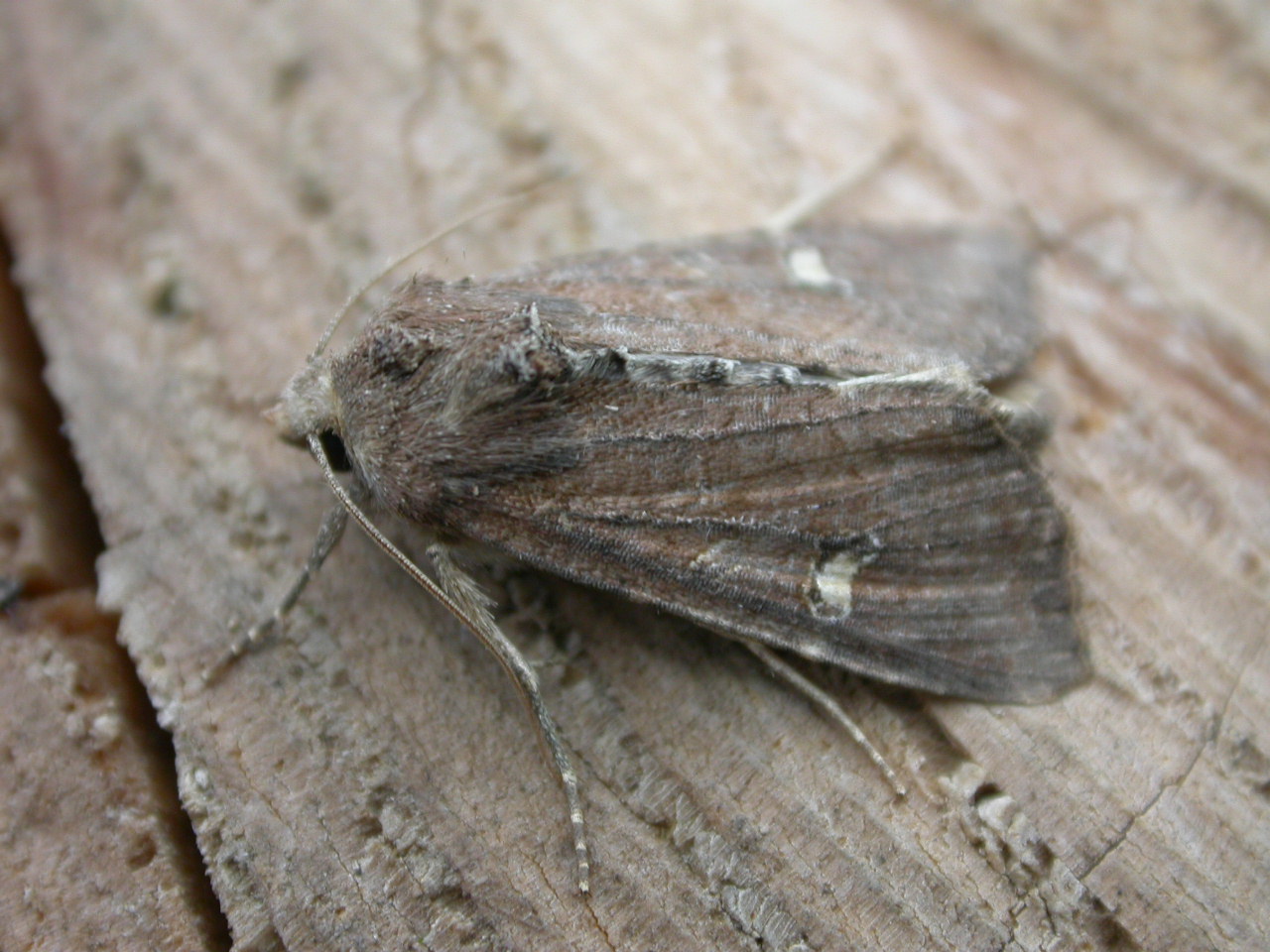 Helotropha leucostigma