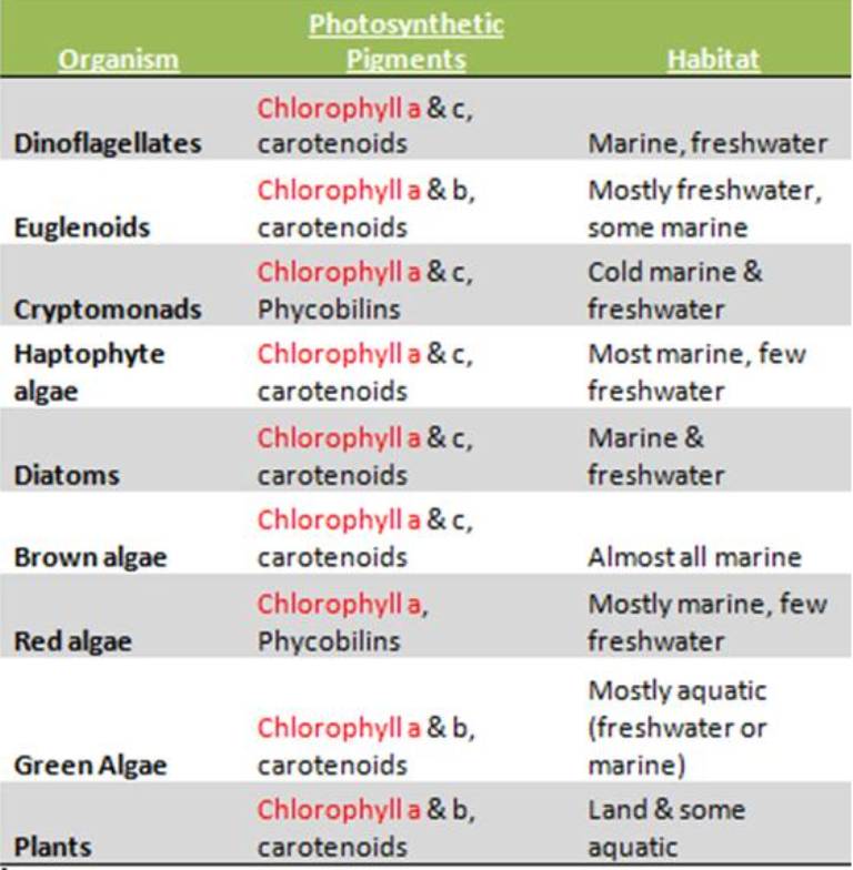 Chlorophyll A