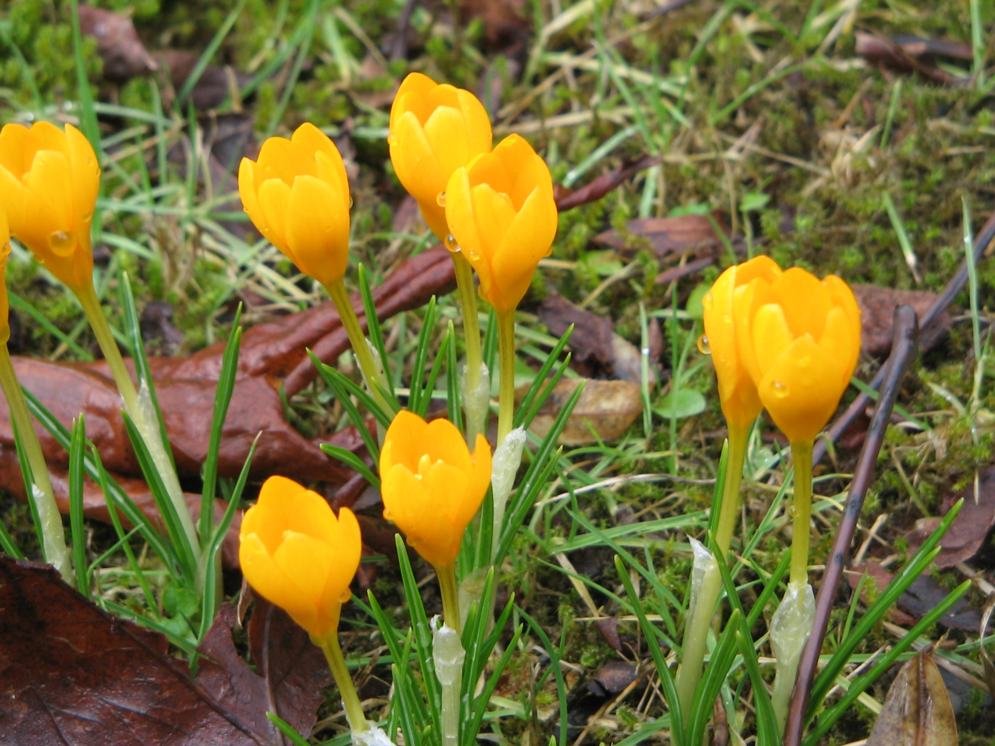 Крокус ди. Шафран анкарский. Crocus hartmannianus. Крокус Тамбов. Krokus Band.