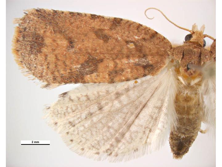 Ctenopseustis herana