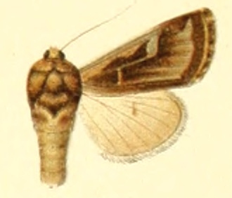 Albocosta lasciva