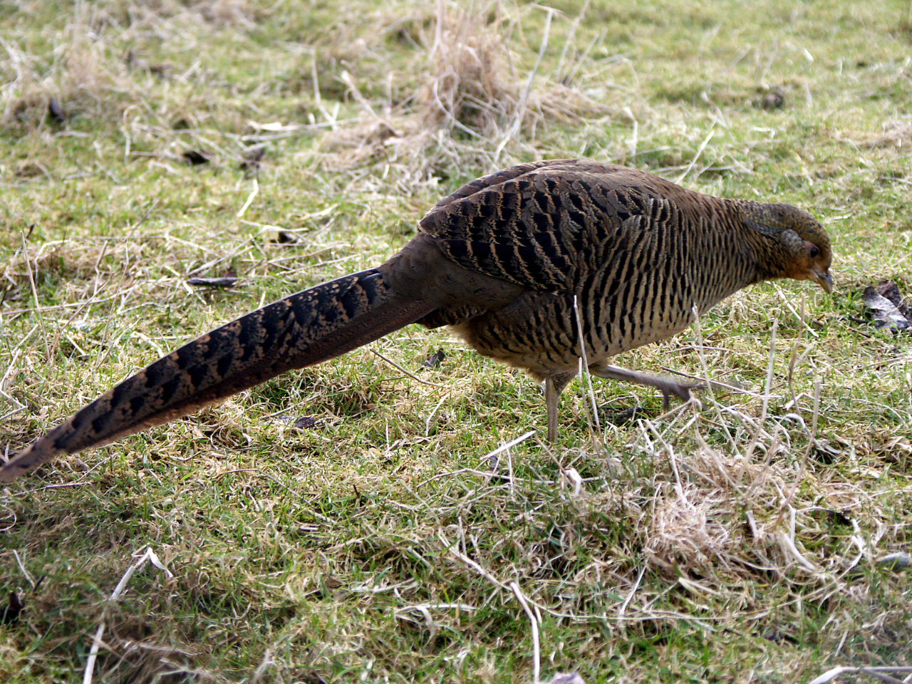 chinese-pheasant