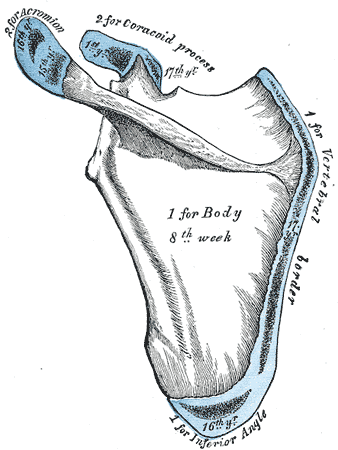 angle of scapula