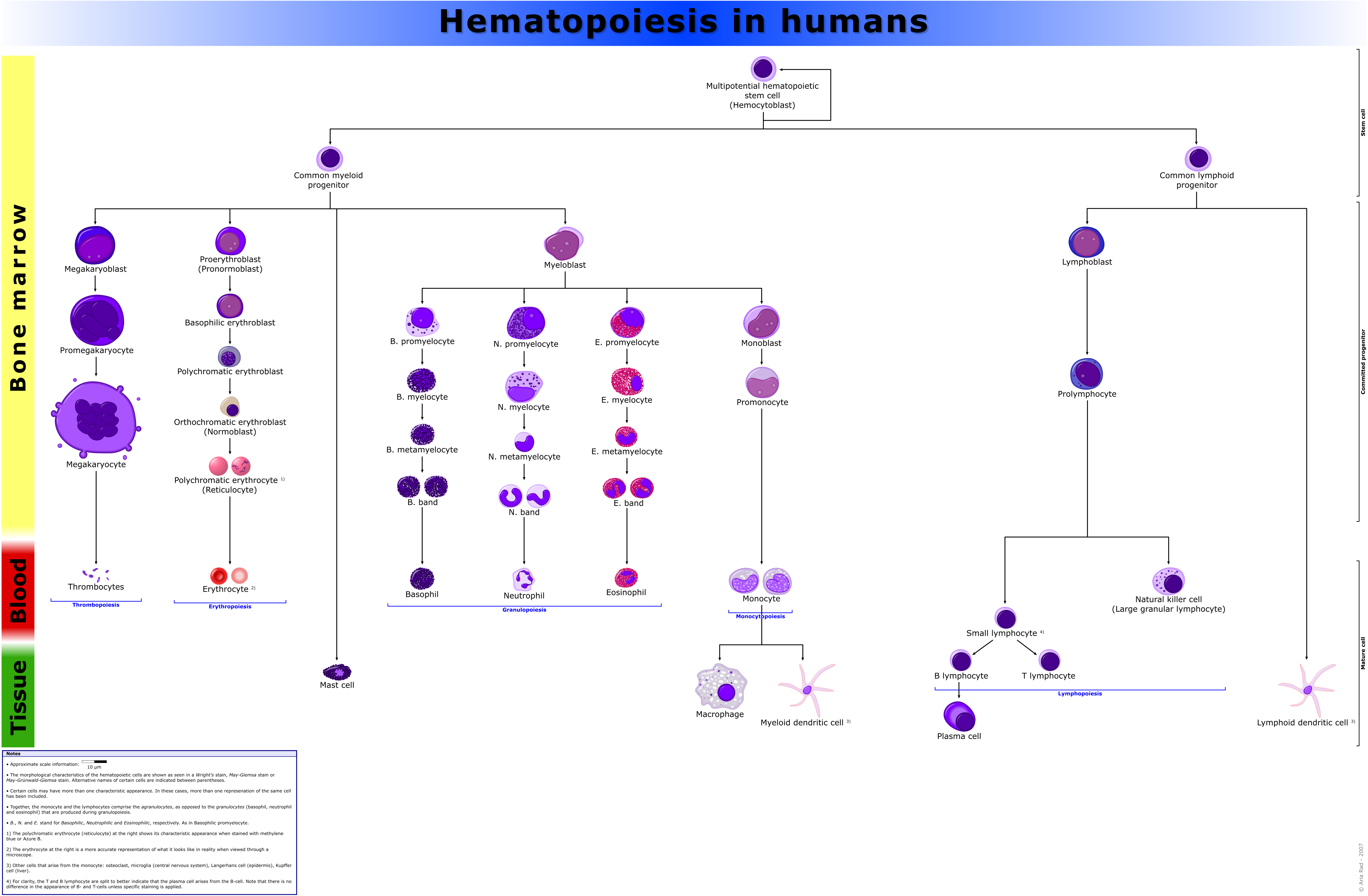 Haematopoiesis