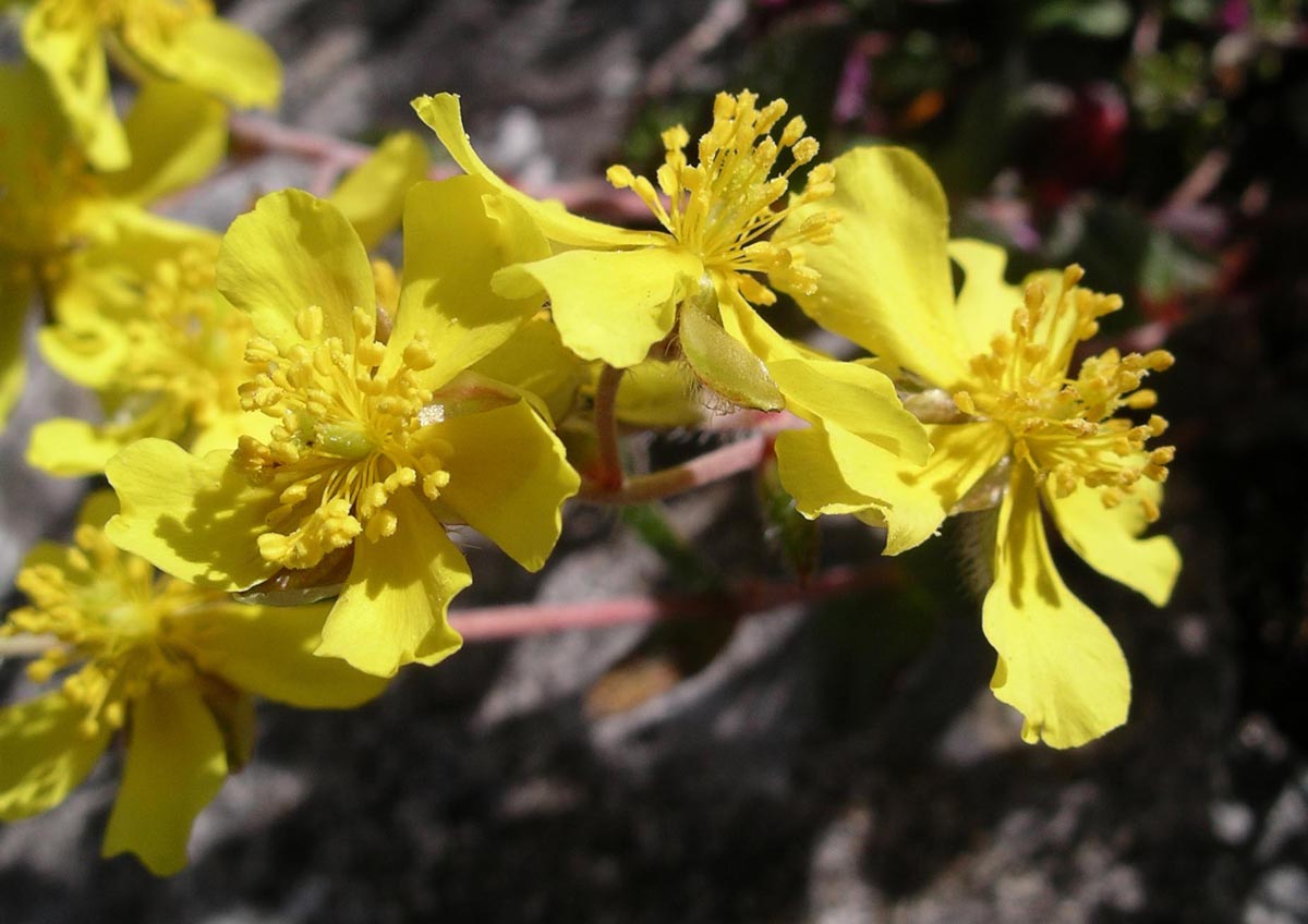 Helianthemum Canum