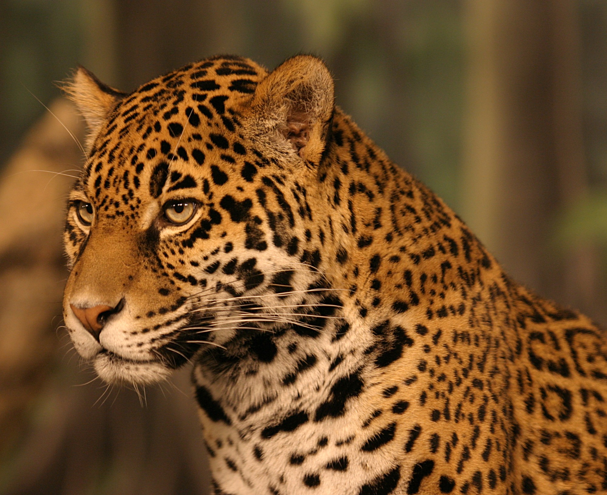 Реферат: Jaguars Essay Research Paper The jaguar