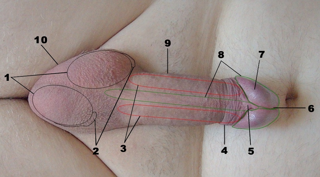 Frenulum of prepuce of penis.