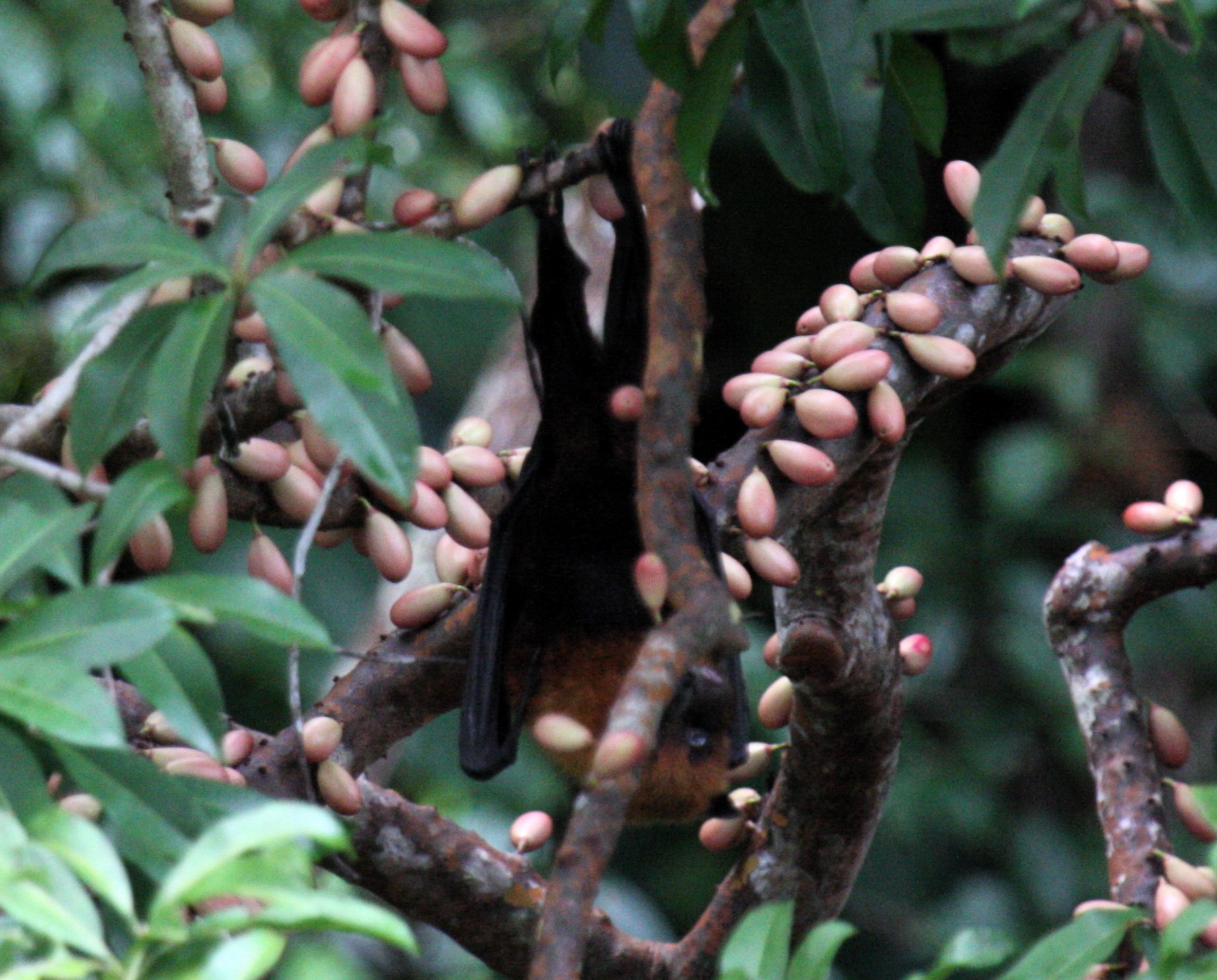 Moluccan flying fox