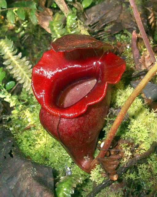 Nepenthes jacquelineae