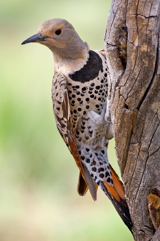 gilded flicker