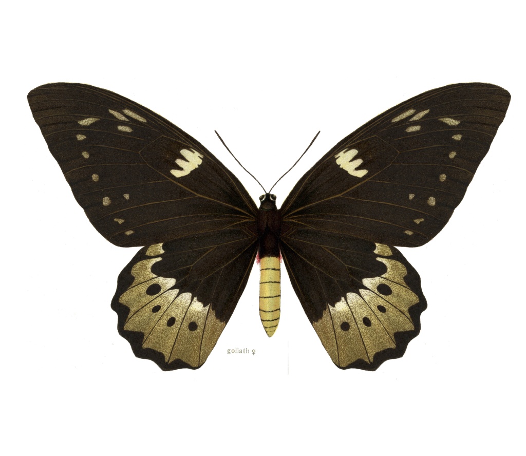 Ornithoptera Goliath female