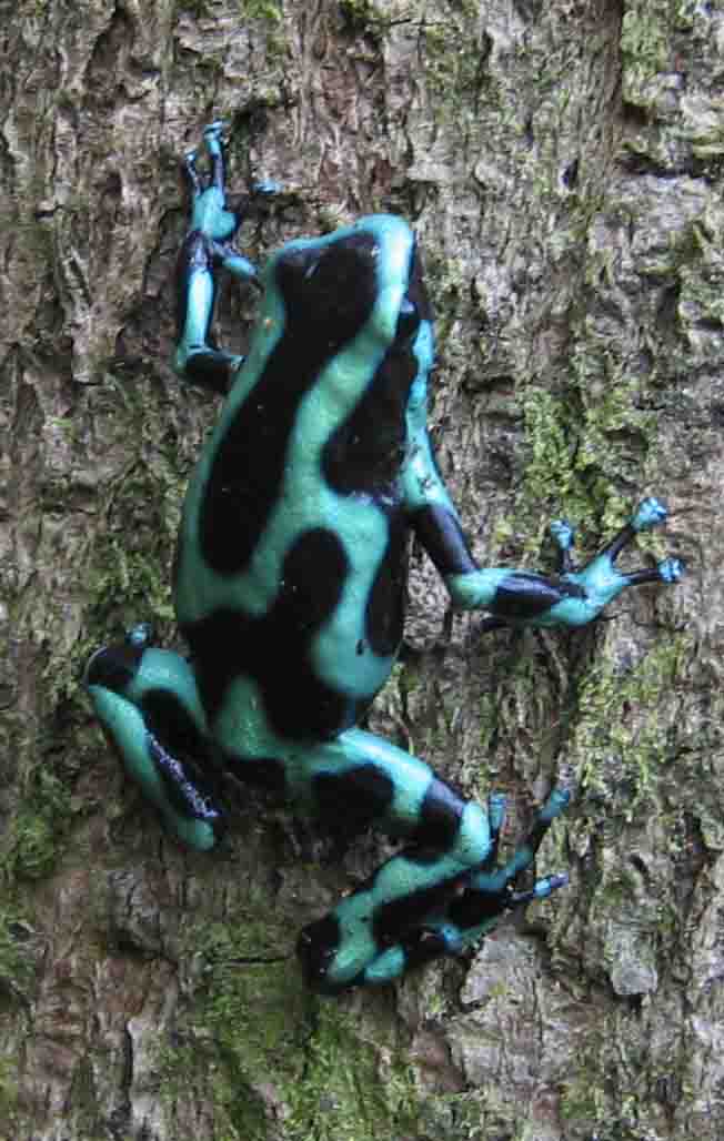 Green-and-black Poison Dart Frog (Dendrobates auratus) · iNaturalist