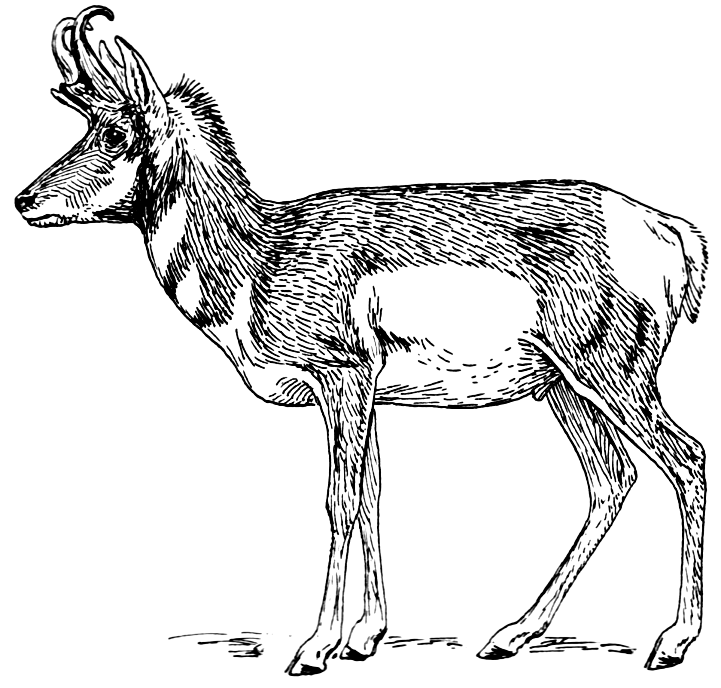 Mexican Pronghorn