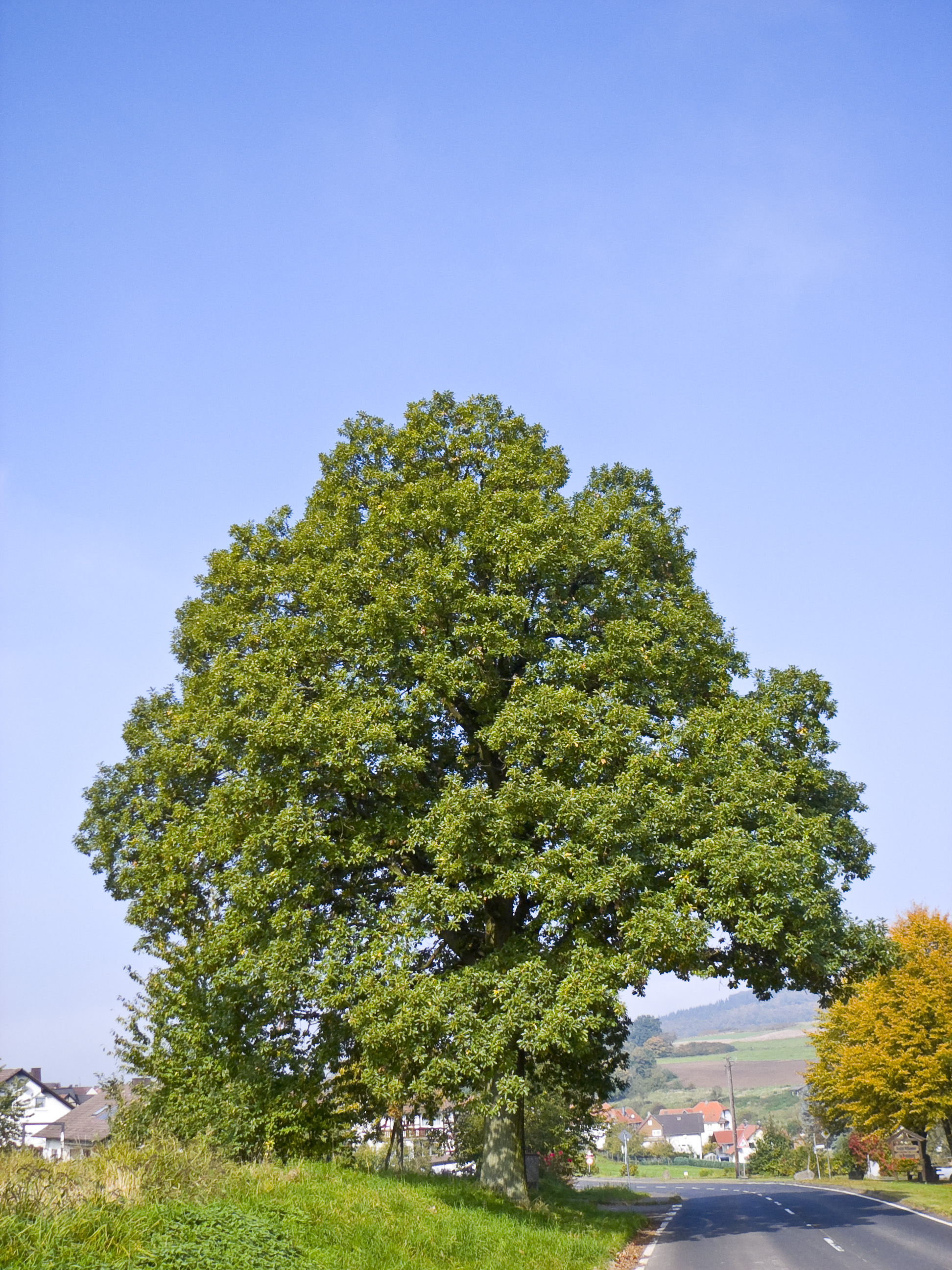 Sessile Oak